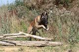 MALINOIS 211